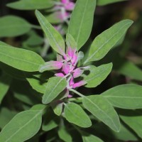 Chenopodium giganteum D.Don